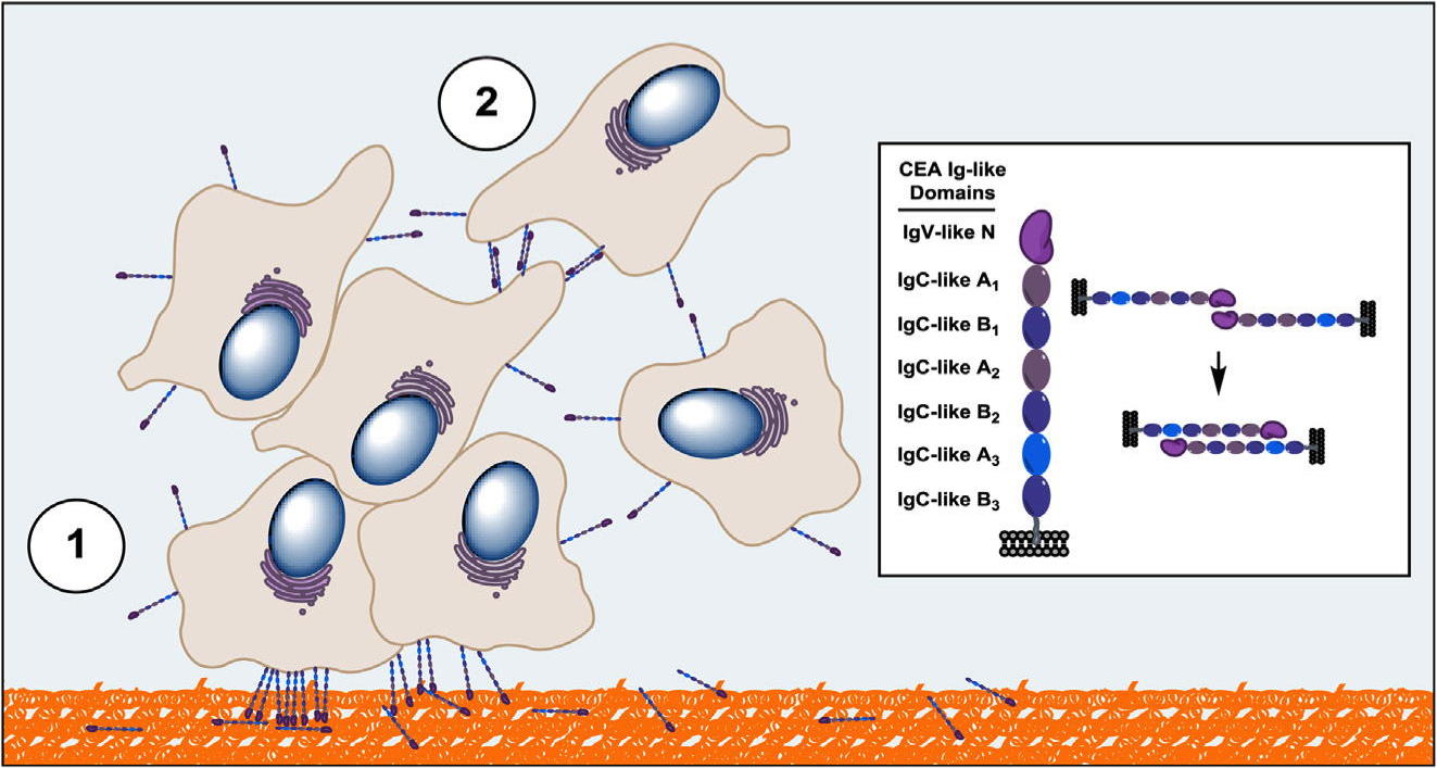The carcinoembryonic antigen IgV-like N domain plays a critical role in the implantation of metastatic tumor cells